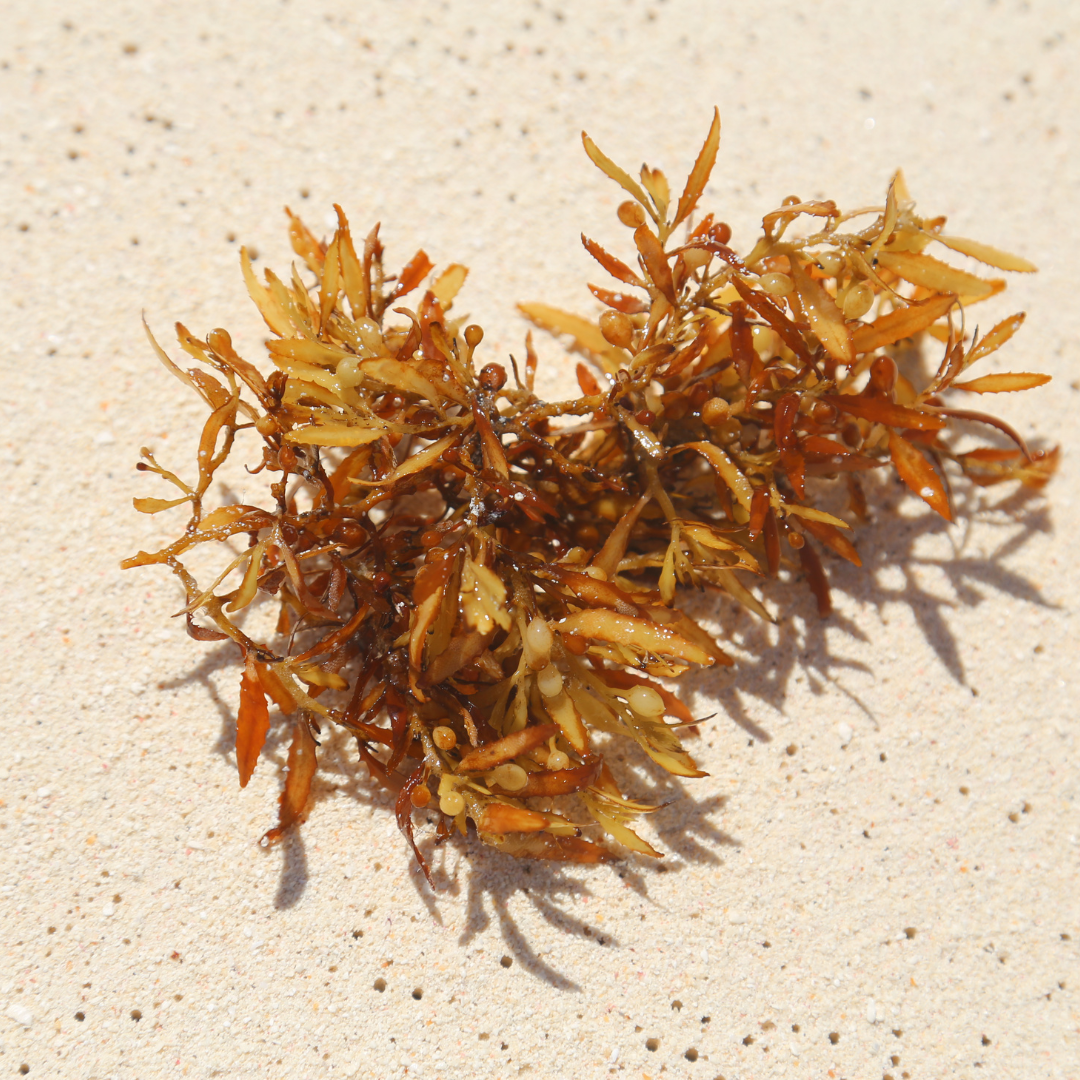 The Benefits of Alaria Esculenta (Seaweed) Extract in Skincare - Hark ...
