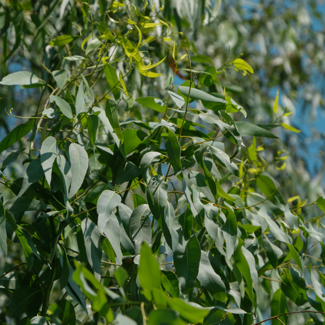 Ingredient Highlight: Eucalyptus (Globulus) Leaf Oil!