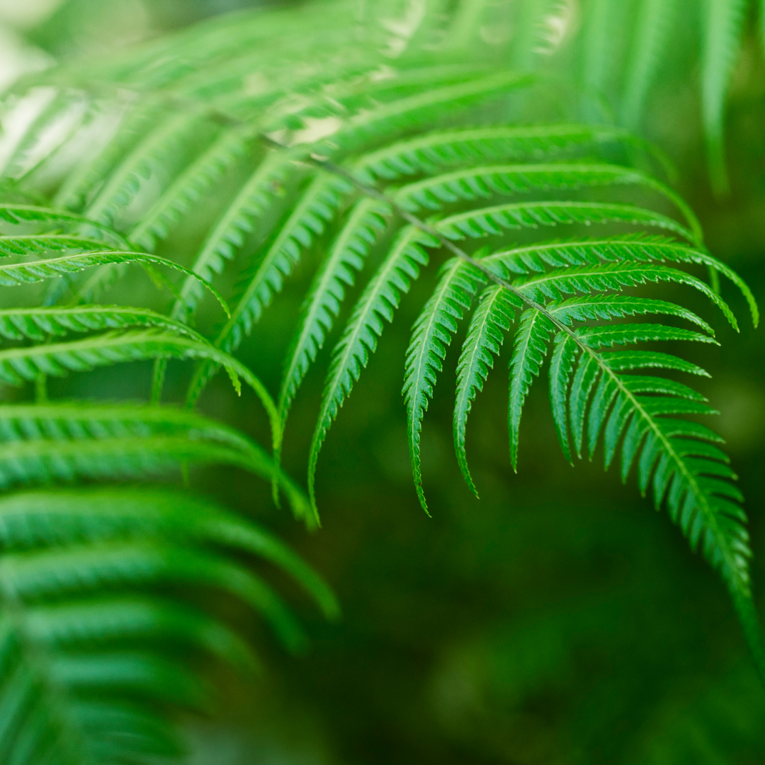 Hark & Zander = Buying and supporting New Zealand Made.