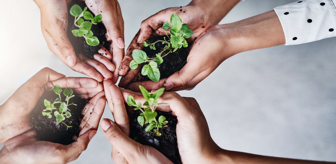 Celebrating Sustainability + Hark & Zander Named Finalist in the 2025 Auckland Business Awards