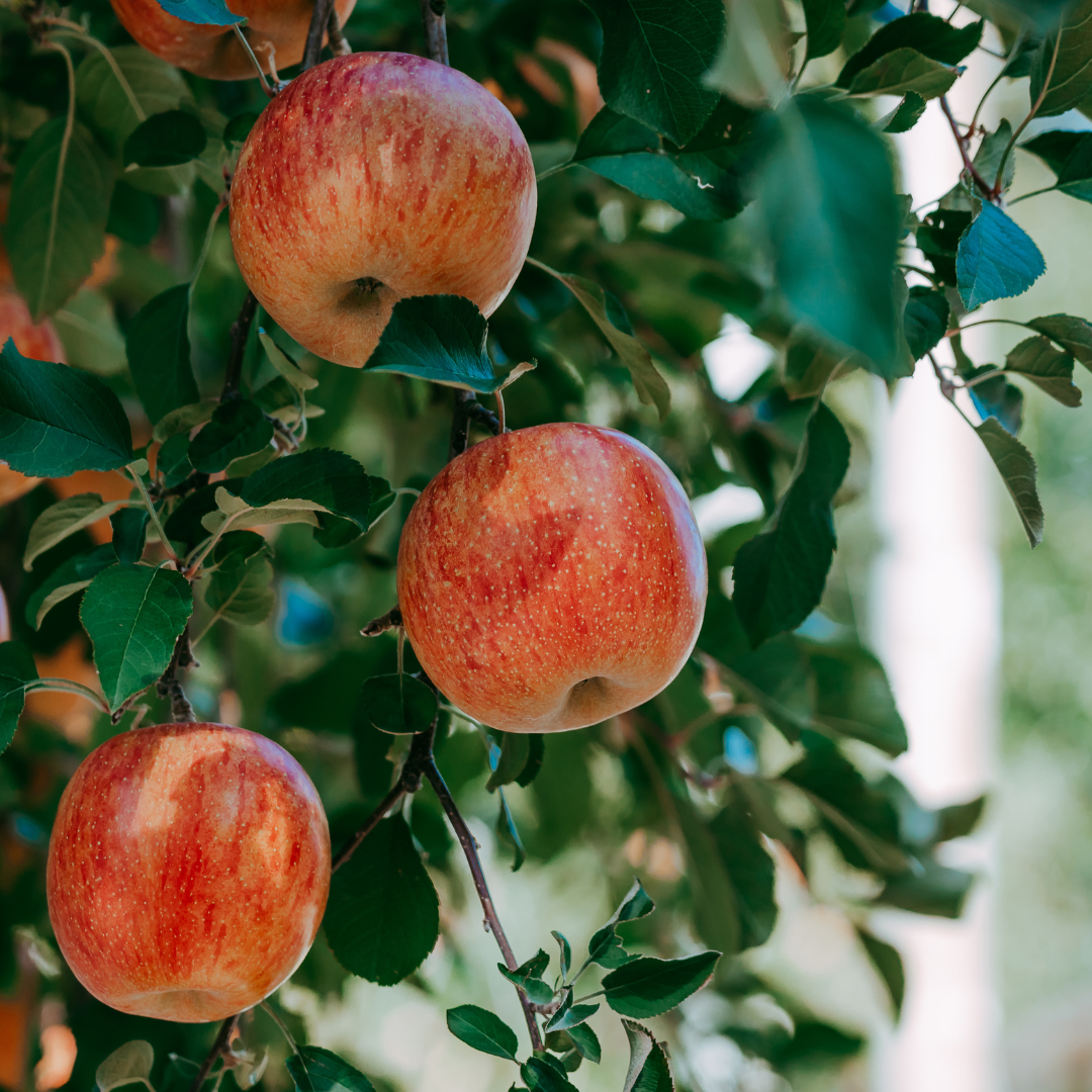 The Benefits of Apple Fruit Extract in Skincare: A Natural Glow from the Orchard