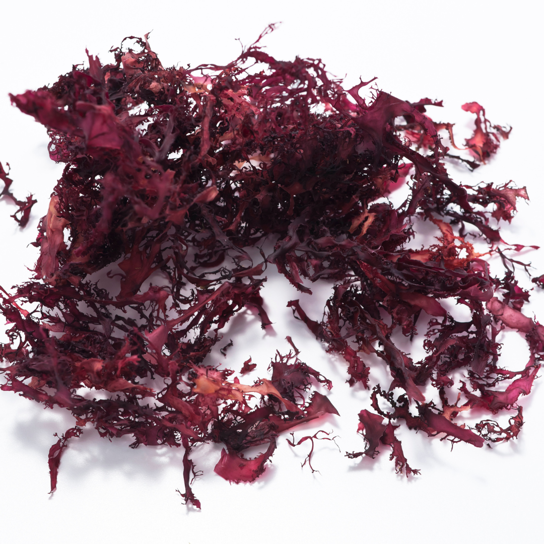Ingredient Highlight: New Zealand's Native Red Seaweed