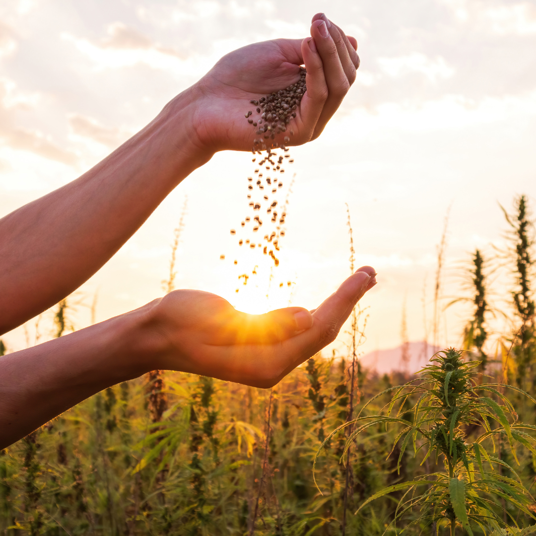 Hempheart: The Carbon-Positive Wonder Plant!