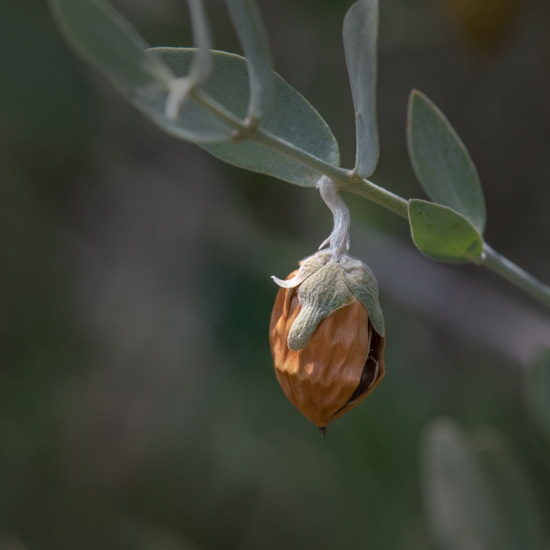 Ingredient Highlight: Jojoba Oil
