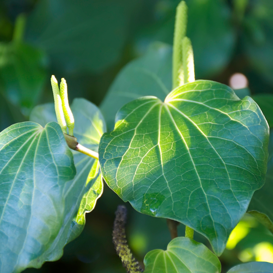 Ingredient Highlight: Kawakawa