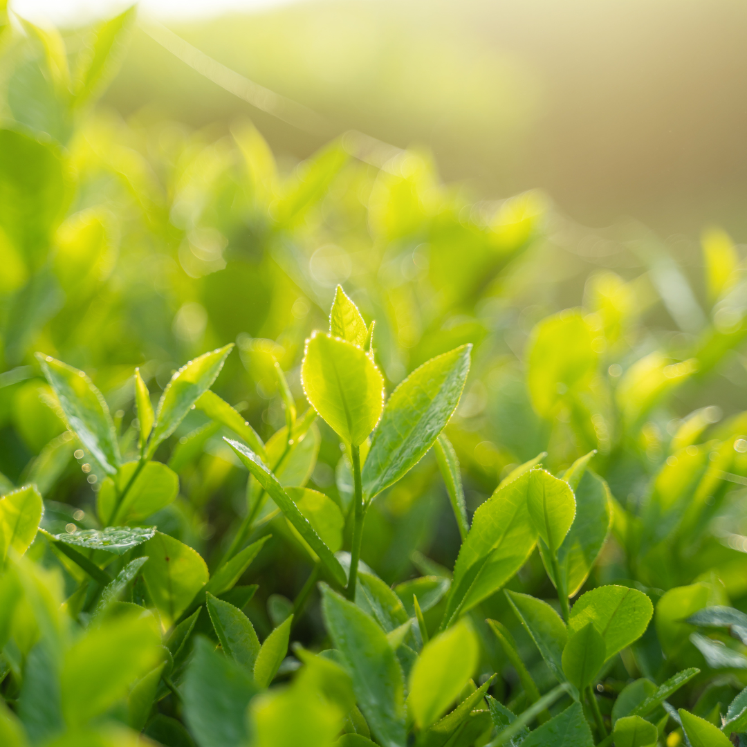 Ingredient Highlight: Green Tea