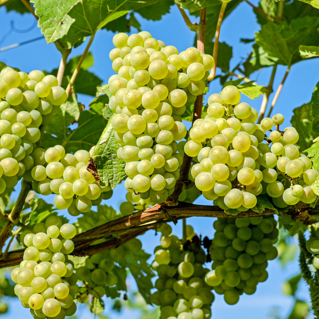 Ingredient Highlight: Grapeseed Oil!