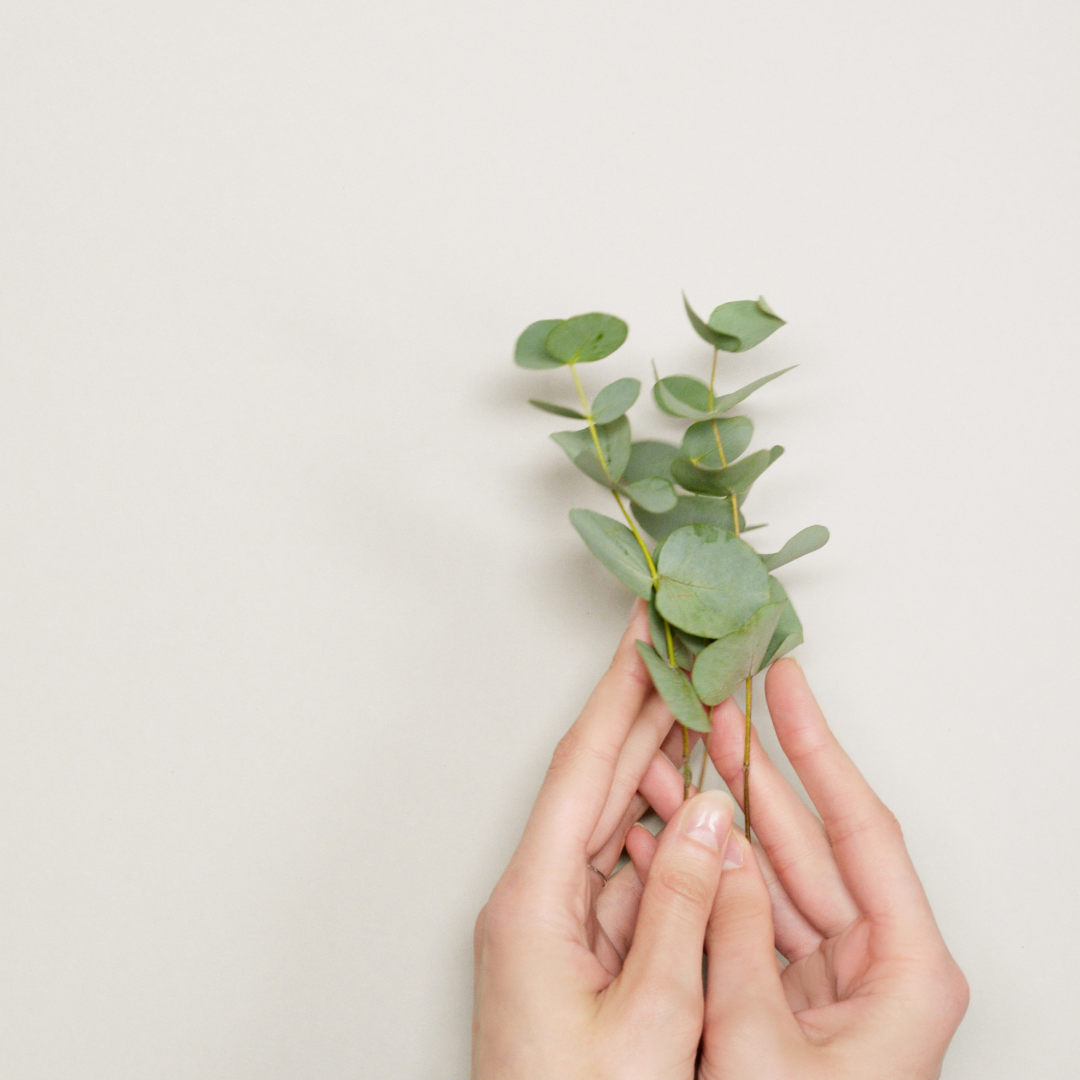 Ingredient Highlight: Blue Gum Leaf Oil