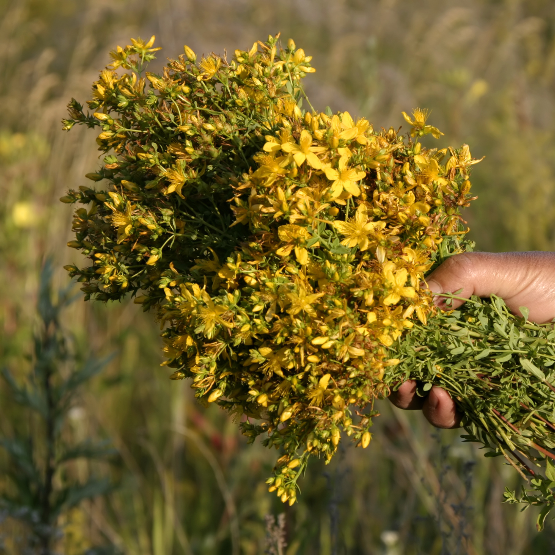 Ingredient Highlight: St John's Wort