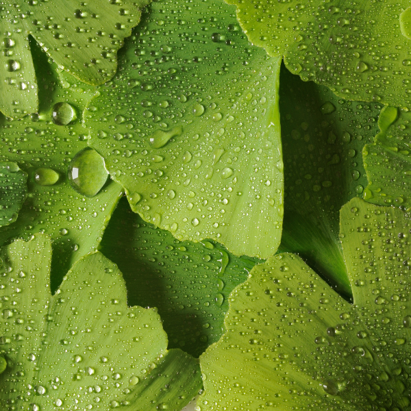Ingredient Highlight: Ginkgo Biloba Leaf Extract