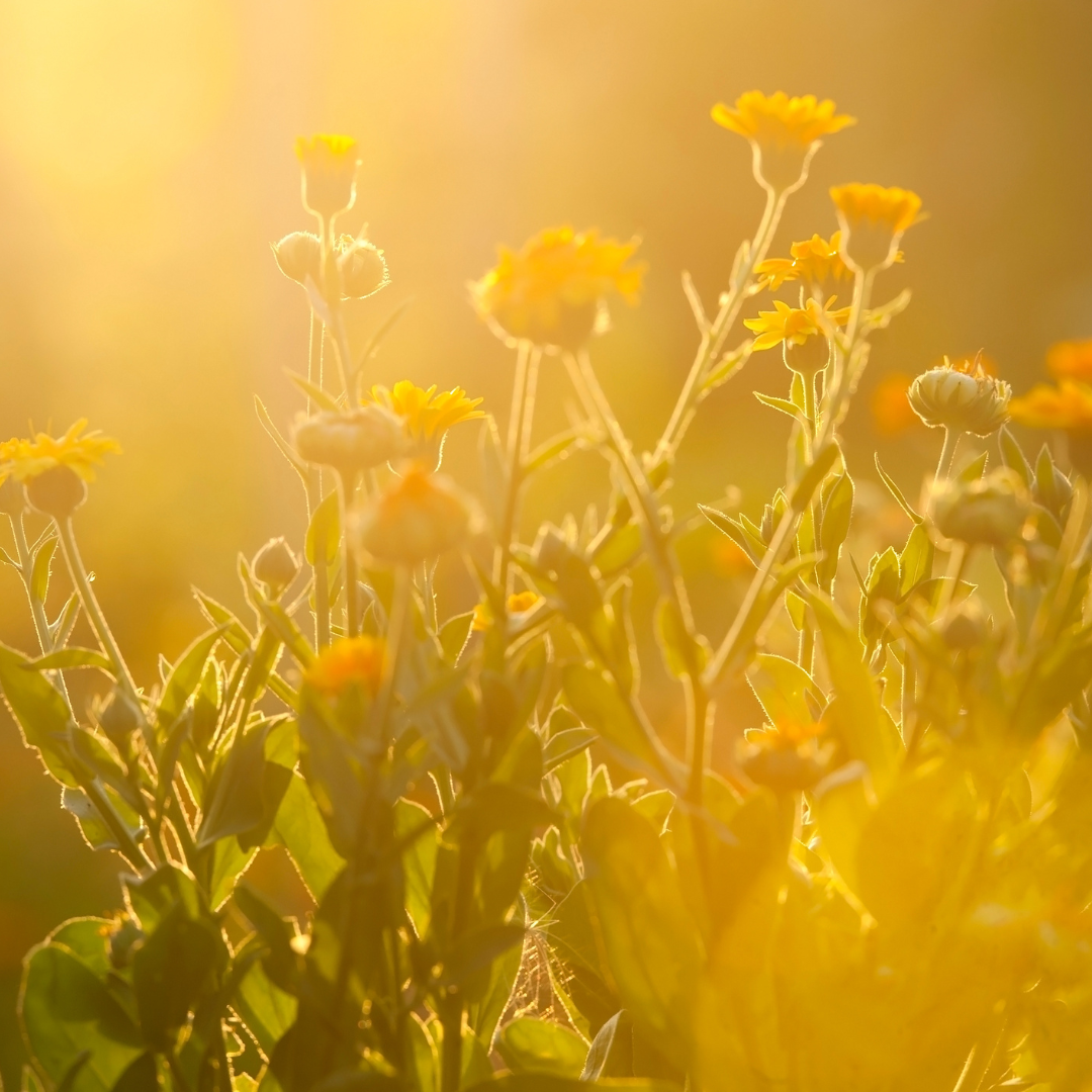 Ingredient Highlight: Calendula Flower Extract