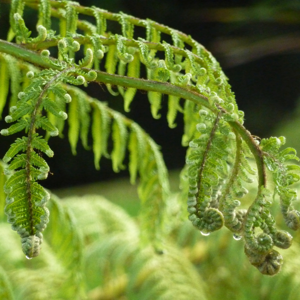 Ingredient Highlight: NZ Black Fern