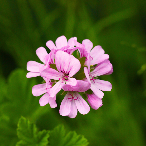 Ingredient Highlight: Rose Geranium