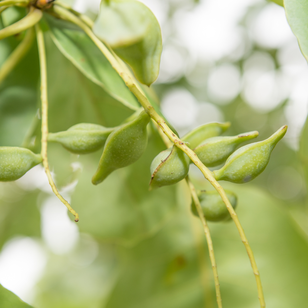 Ingredient Highlight: Kakadu Plum